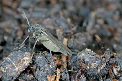 Adult Fungus Gnat