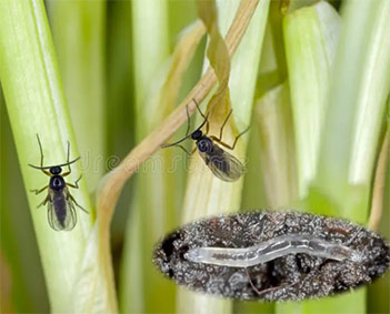 Adult Fungus Gnat